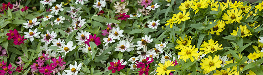 photo of flowers growing on campus