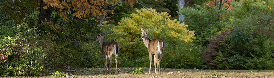 photo of deer on campus