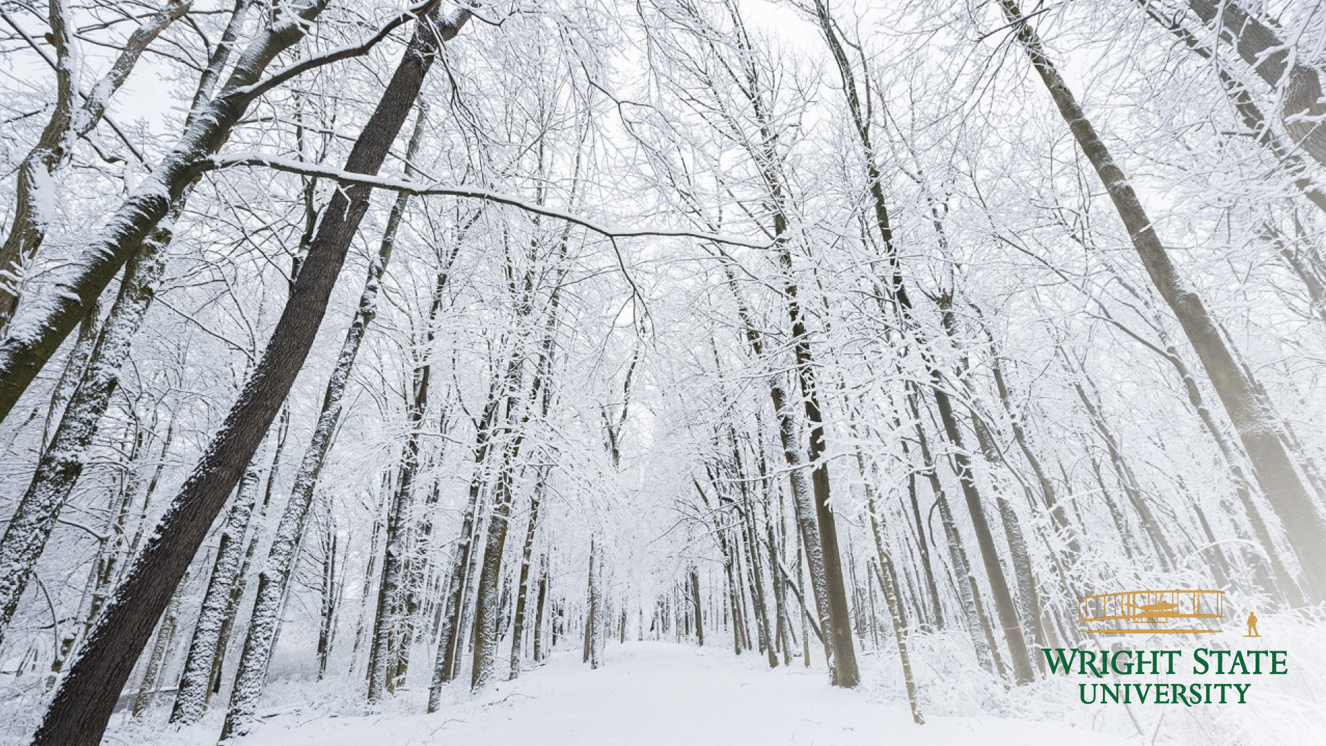 photo of snowy campus woods